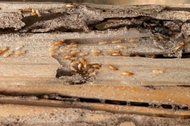 Best Pest Control for Restaurants  in Monahans, TX